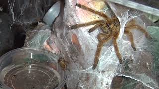 Feeding Flo  Pterinochilus murinus Usambara Mountains variant [upl. by Minsat]