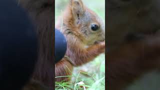 The sound of the Red baby squirrel cute squirrel wildlife wildanimals [upl. by Akinahc]