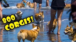 800 CORGIS ON A BEACH  FULL DAY  CORGI CON  Life After College Ep 495 [upl. by Debor312]