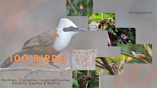 100 Birds of India  Part 5 No repeated bird Warblers amp Laughingthrushes Special [upl. by Anelrahc]