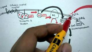 G protein coupled receptor mediated signaling [upl. by Goldie]