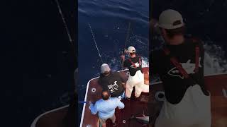 Big Eye Tuna caught on a 35oz Ahi Head and Tail [upl. by Aisad996]