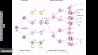 B cell maturation [upl. by Gusta879]