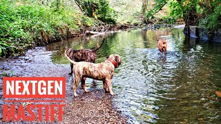 😂 Khalifa amp Khaleese Get Stuck Down At The River Tank Tries To Help Presa Canario Bandog Cane Corso [upl. by Ytsud]