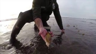 Digging Razor Clams in Washington [upl. by Mann]