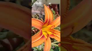 Orange daylily flower trending viralshort daylily mygarden [upl. by Auhs]