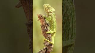 🐈‍⬛ its a Chipkali 🦎Common Chameleon Chamaeleo chamaeleon  Observed in Description [upl. by Gibson]