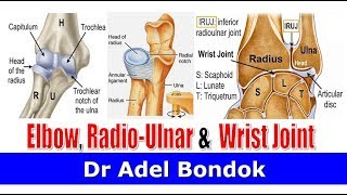 Elbow Joint Radioulnar Joints and Wrist Joint Dr Adel Bondok [upl. by Manda]