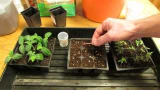 For New Gardeners How to StartPlant Tomato Seeds Indoors for Transplants  MFG 2014 [upl. by Dyol]