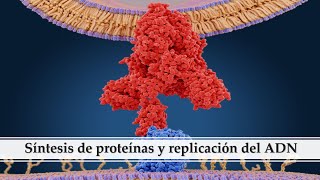 Síntesis de proteínas y replicación del ADN Bioquímica [upl. by Anoynek]