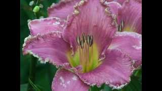 Daylilies Hemerocallis how to pollinate and grow Daylilies in your garden Lilies of the Field [upl. by Ogir]