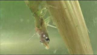 Damselfly larva devours a small fish [upl. by Ecahc]