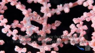 Pygmy Seahorse [upl. by Erodeht819]