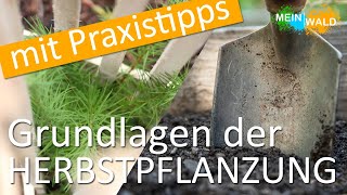 Warum Bäume im Herbst pflanzen 🌱🌲 Wir zeigen euch die Vorteile [upl. by Nilek]