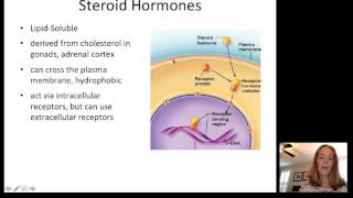 Lecture13 Endocrine Part1 [upl. by Mellisa814]