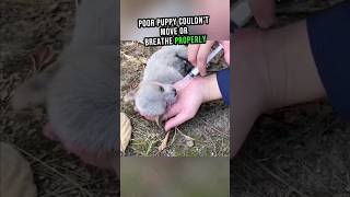 Puppy Thrown Out Like Trash😭💔 shorts puppy rescue [upl. by Rumit]