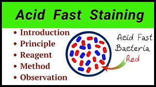 Acid Fast Staining Procedure [upl. by Hullda]