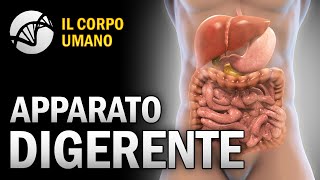 Apparato Digerente  Il Corpo Umano [upl. by Kal]