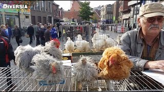 DIERENMARKT MOL BELGIË  LARGE ANIMAL MARKET IN BELGIUM [upl. by Rockie]