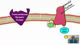 Signal Transduction Pathways AP Biology 42 [upl. by Belldame]