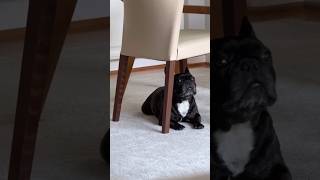 puppy Howls BeautifullyLittle Puppys Adorable Howl Captured on CameraPuppys Beautiful Howl viral [upl. by Mulloy]