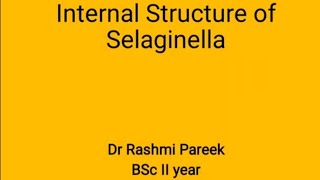 Internal structure of Selaginella BSc II year [upl. by Maise798]