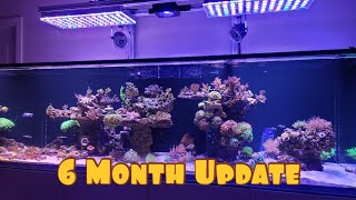 Red Sea S1000 6 Month Update  Tank  Sump  Coral Growth [upl. by Anihsit197]