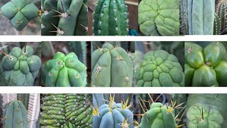 Trichocereus WalkAround 5 [upl. by Ahsinnek502]