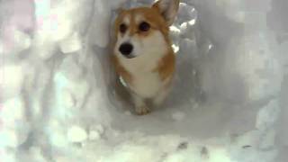 Corgi Snow Tunnel [upl. by Giefer653]