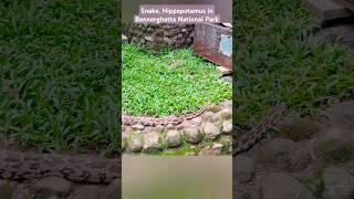 Snake and Hippos wildanimals youtubeshorts shortsvideo wildlifesanctuaries [upl. by Enelaehs]