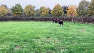 Brandrode runderen in nieuw boerenlandschap [upl. by Ahsonek]