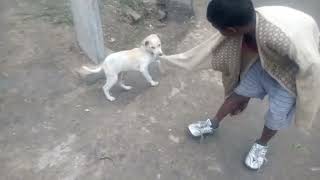 kutta baccha ko khinch raha hai sweeter Pakad Ke [upl. by Nelda]