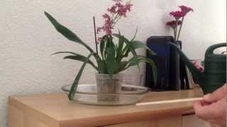 Watering orchids in sphagnum moss [upl. by Sib]