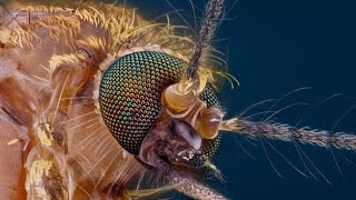 Microscopic View of Mosquito  Mosquito under Microscope [upl. by Anelas]