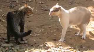 Bôsco Vídeo 133 Briga de gato  Felinos amp território [upl. by Lemrahs181]