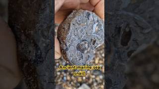 I found this beautiful jurassic marine gastropod snail on a holderness beach fossilhunting [upl. by Belayneh]