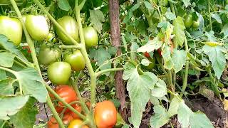 Tomato Dhahabu F1East West SeedMedFarm [upl. by Hedley]