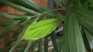 Areca Palm Houseplant  Dypsis Lutescens [upl. by Ameh521]