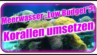 Meerwasseraquarium mit quotLow Budgetquot Technik läuft auch  Korallen umsetzen [upl. by Carey]