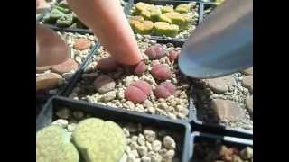 Transplanting Lithops in pumice substrate [upl. by Roarke]