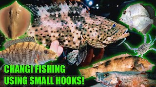 CHANGI FISHING FRENZY  FISHING WITH SMALL HOOKS  SINGAPORE FISHING [upl. by Kora114]