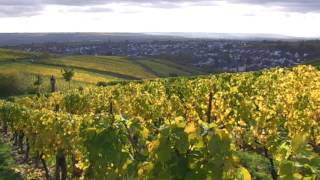 Robert Weil Spitzenweingut im Rheingau  Made in Germany  Familienunternehmen [upl. by Eetse]