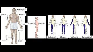 Definition of terms of Laterality in Anatomy Unilateral Bilateral Ipsilateral Contralateral [upl. by Atikehs]