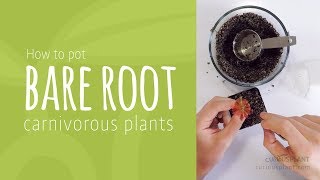 How To Pot Bare Root Carnivorous Plants [upl. by Notecnirp]