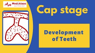 Cap stage l Development of teeth l Dental embryology l Mediklaas [upl. by Mohl993]