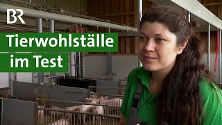 Mehr Tierwohl im Schweinestall Neue Tierwohlställe für artgerechte Tierhaltung  Unser Land  BR [upl. by Maxim194]