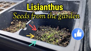 Lisianthus seeds from the garden  Seed saving update ✅ [upl. by Tav]