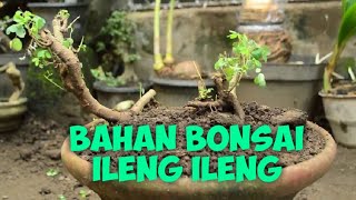 Proses Menanam Bahan Bonsai ileng ileng [upl. by Ahar]