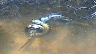 Anaconda vs Caiman [upl. by Kanter]