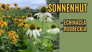 Sonnenhut Echinacea  Rudbeckia Pflegen  Schneiden und Vermehren [upl. by Darwen306]